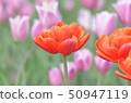 Tulip 50947119