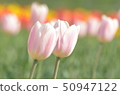 Tulip 50947122