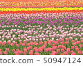 Tulip 50947124