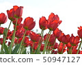 Tulip 50947127