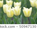 Tulip 50947130