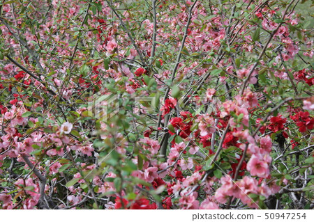 Kiso · · · · Bokeh flower ~ · · · · · Kiso · · · · Bokeh flower ~ · · · · · 50947254