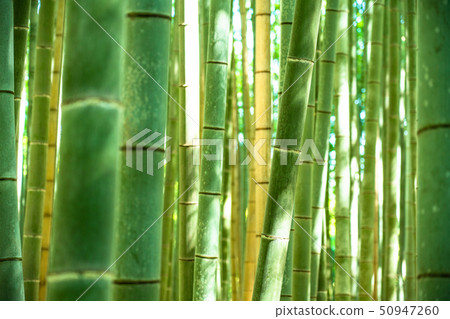 《Kyoto Prefecture》Bamboo forest morning, Sagano 《Kyoto Prefecture》Bamboo forest morning, Sagano 50947260
