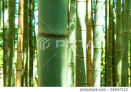 《Kyoto Prefecture》Bamboo forest morning, Sagano 《Kyoto Prefecture》Bamboo forest morning, Sagano 50947315
