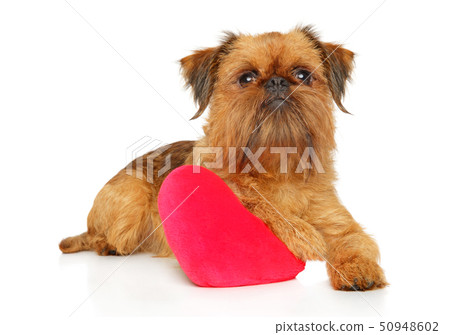 Brussels griffon with red heart 50948602