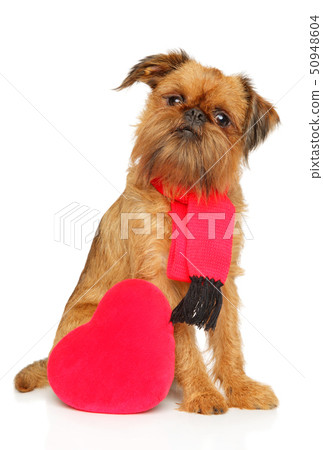 Brussels griffon in scarf and with festive red 50948604