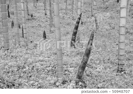 Bamboo forest's birth, bamboo landscape spring scenery, bamboo shoot after rain, rain bamboo forest Bamboo forest's birth, bamboo landscape spring scenery, bamboo shoot after rain, rain bamboo forest 50948707