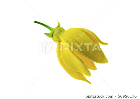 Bhandari flower (Artabotrys siamensis) Bhandari flower (Artabotrys siamensis) 50950170