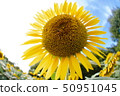 Sunflower 50951045