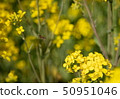 Rape blossoms 50951046