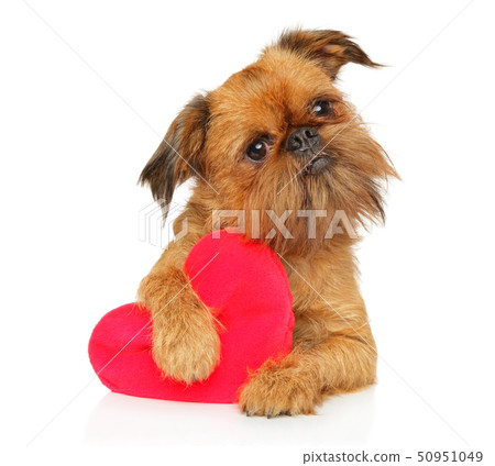 Brussels griffon with red Valentine heart 50951049