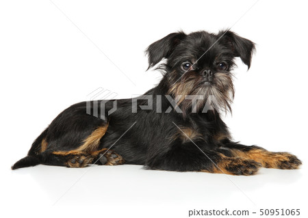 Brussels Griffon resting Brussels Griffon resting 50951065