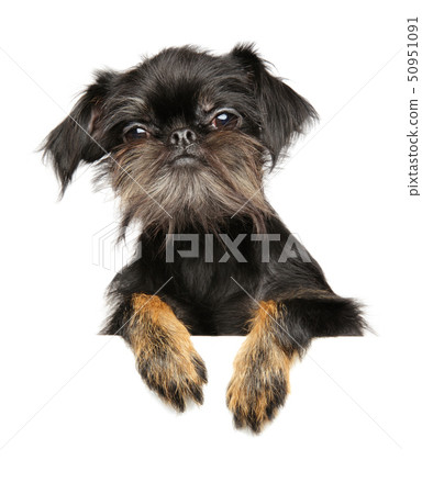 Brussels Griffon Brussels Griffon 50951091