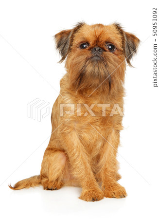 Portrait of a young Brussels Griffon 50951092