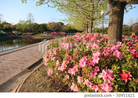 Omuta City Suwa Park Azalea Omuta City Suwa Park Azalea 50951821