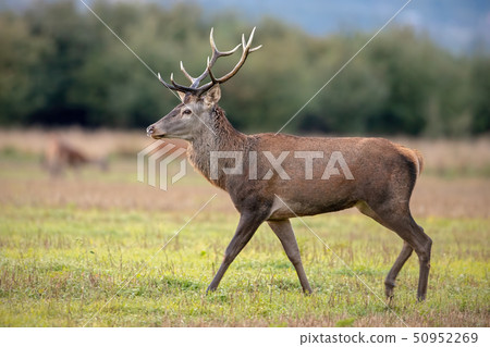 Young red deer stag in autmun on a meadow with herd in background. Young red deer stag in autmun on a meadow with herd in background. 50952269