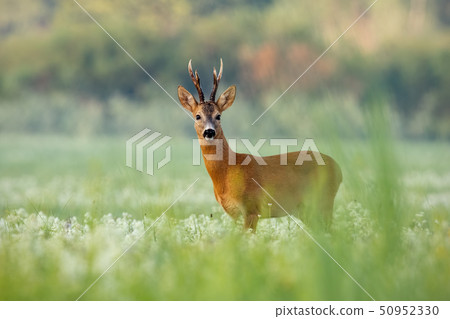 Roe deer buck with dark antlers on a meadow with wildflowers in summer 50952330