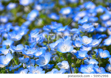 Nemophila 50952998