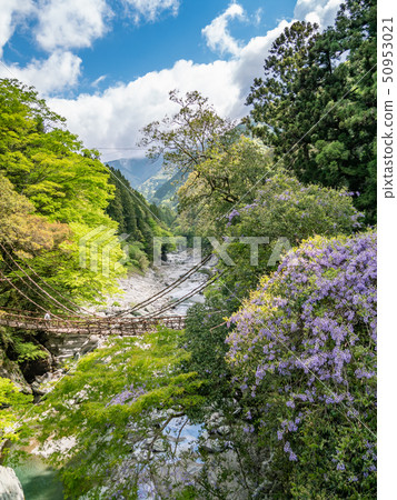 德島縣三好市的Izunokazura橋 50953021