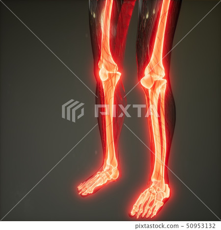 Transparent Human Body with Visible Bones Transparent Human Body with Visible Bones 50953132
