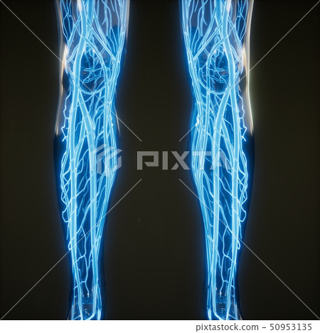 Blood Vessels of Human Body 50953135