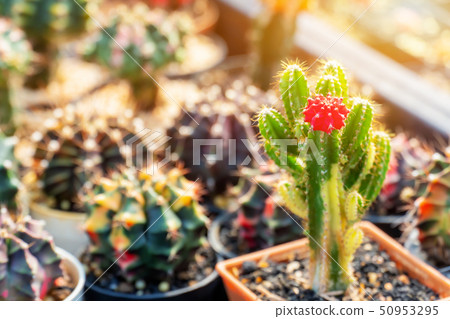 cactus, sugar palm leaf, plant and tree in the 50953295