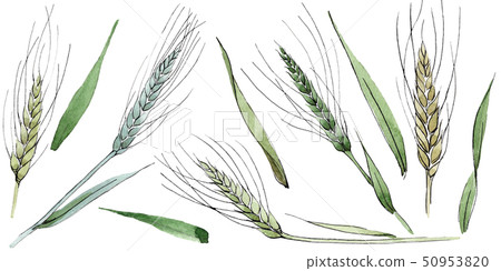 Green ear of wheat and blade of grass. Watercolor background illustration set. Isolated spica 50953820