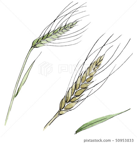 Green ear of wheat and blade of grass. Watercolor background illustration set. Isolated spica 50953833
