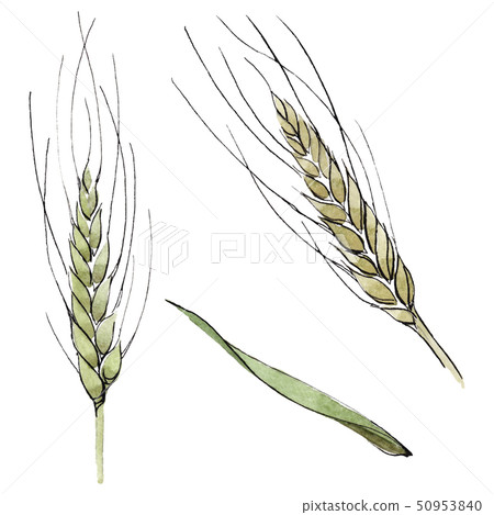 Green ear of wheat and blade of grass. Watercolor background illustration set. Isolated spica Green ear of wheat and blade of grass. Watercolor background illustration set. Isolated spica 50953840