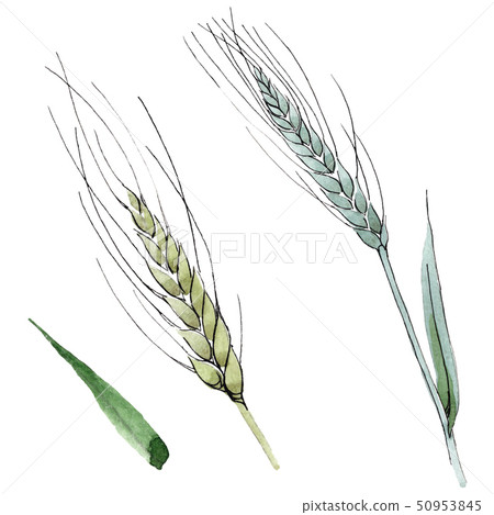 Green ear of wheat and blade of grass. Watercolor background illustration set. Isolated spica Green ear of wheat and blade of grass. Watercolor background illustration set. Isolated spica 50953845
