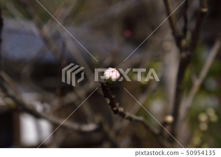 赤山禪紙Genpei桃 50954135