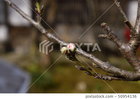 赤山禪紙Genpei桃 50954136