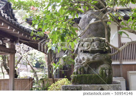 Akayama Shinin Temple Shiba Inu Akayama Shinin Temple Shiba Inu 50954146