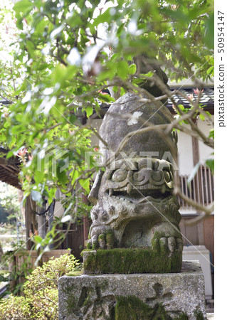 Akayama Shinin Temple Shiba Inu Akayama Shinin Temple Shiba Inu 50954147