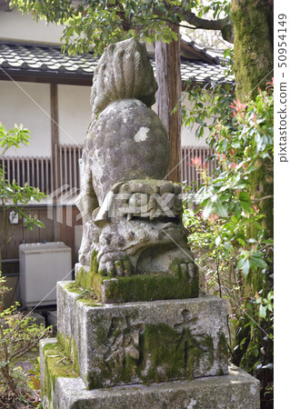 Akayama Shinin Temple Shiba Inu Akayama Shinin Temple Shiba Inu 50954149