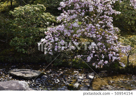 Shugakuin Rikyu Shimo Rikyu Shingo 50954154