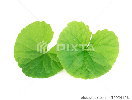Closeup leaf of Gotu kola, Asiatic pennywort 50954198