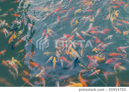 Colorful Japanese Koi Carp fishes moving Colorful Japanese Koi Carp fishes moving 50954783