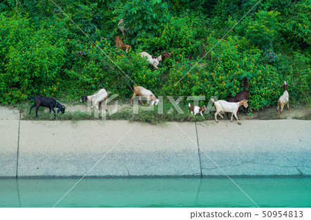 Herd of Goats walk to find eating Herd of Goats walk to find eating 50954813