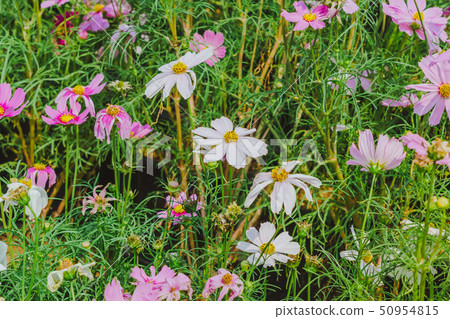 Colorful of Sulfur Cosmos flowers on a rack 50954815