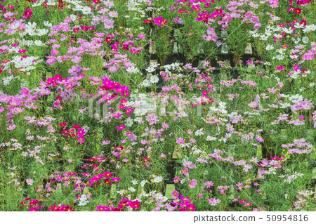 Colorful of Sulfur Cosmos flowers on a rack Colorful of Sulfur Cosmos flowers on a rack 50954816