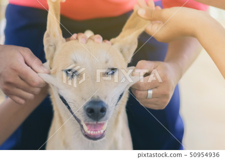 Teenage girl in a pink shirt is massaging her dog 50954936
