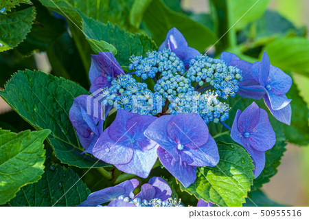  繡球 50955516