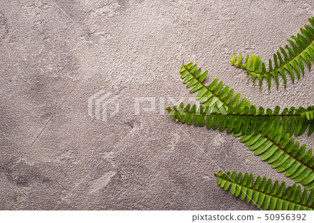 Background with green fern leaves. 50956392