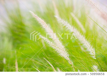 Beautiful green grass for background. 50956658
