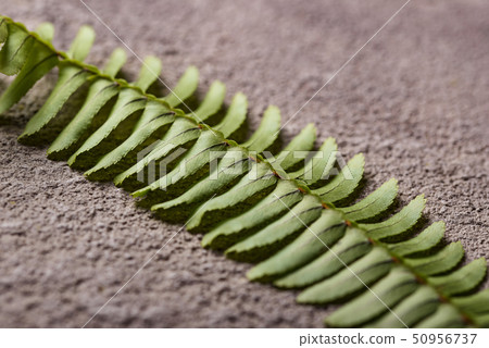 Background with green fern leaves. 50956737
