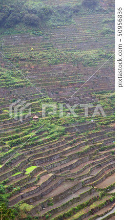 terrace   field for  coultivation of rice terrace   field for  coultivation of rice 50956836