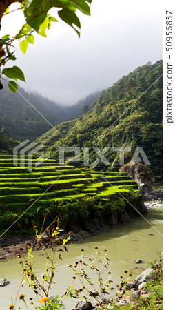 terrace   field for  coultivation of rice terrace   field for  coultivation of rice 50956837