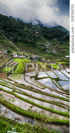 terrace   field for  coultivation of rice 50956850
