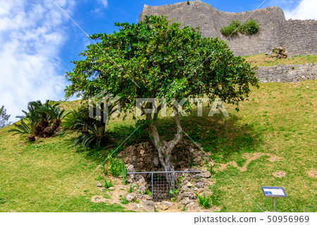 Metugar Katsuren Castle Ruins Okinawa Prefecture Metugar Katsuren Castle Ruins Okinawa Prefecture 50956969